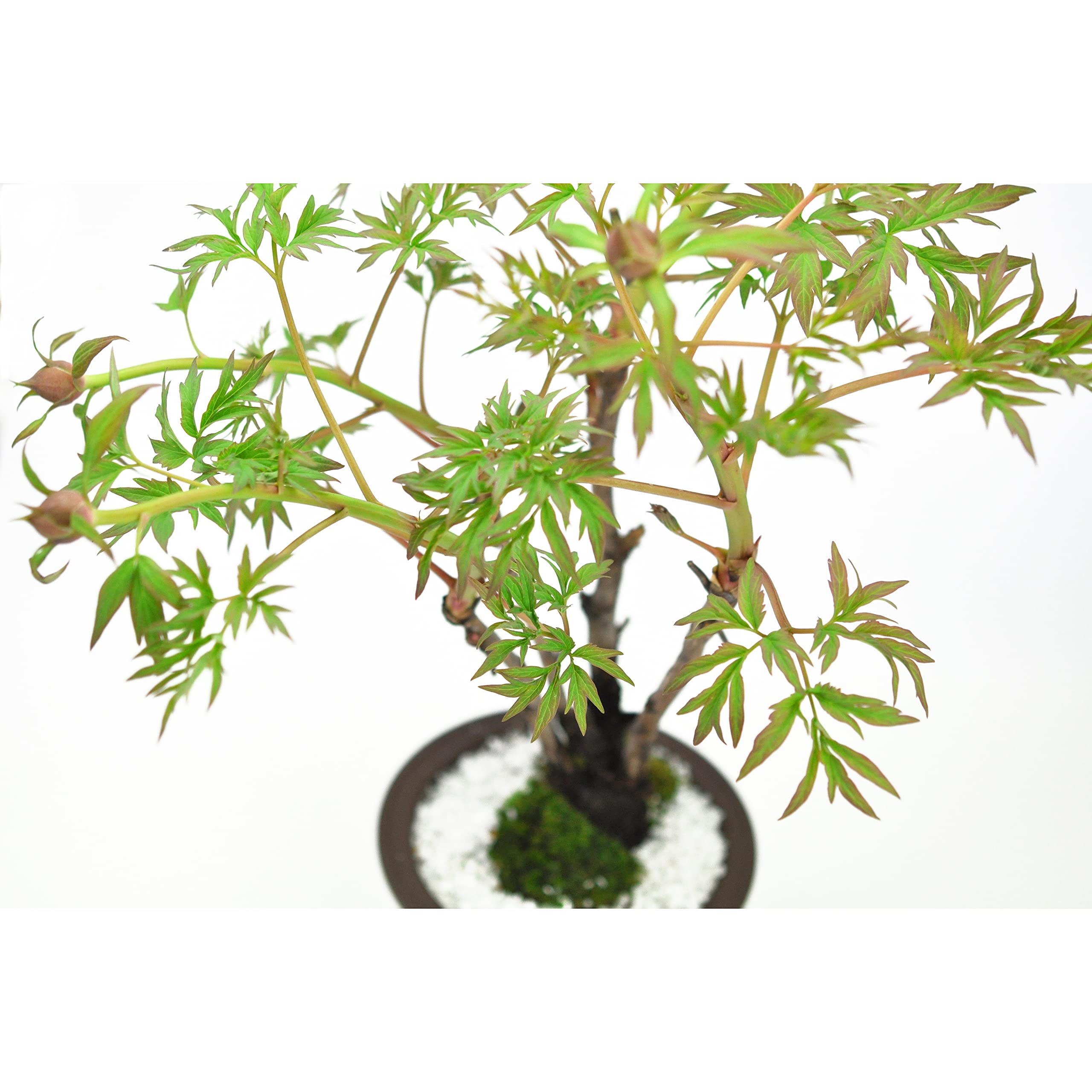 Amazon｜盆栽妙 ボタン 牡丹 植物 花 観葉植物 鉢植え 本物 フラワー